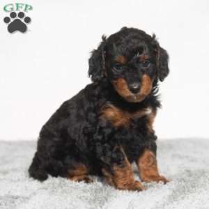 Misty, Cavapoo Puppy